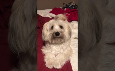 This is Wilbur. What’s he trying to say?